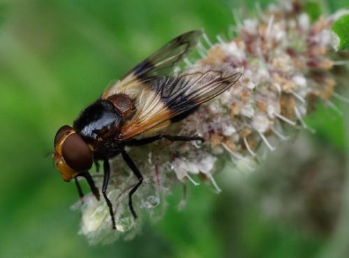 Volucella pellucens